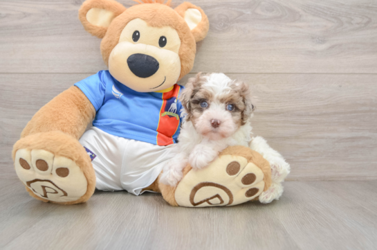 Popular Havapoo Poodle Mix Pup