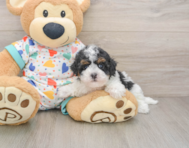 8 week old Havapoo Puppy For Sale - Premier Pups