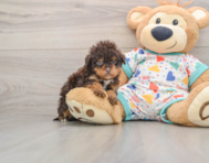 7 week old Havapoo Puppy For Sale - Premier Pups