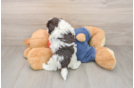 Hypoallergenic Havadoodle Poodle Mix Puppy
