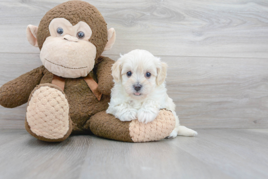 Hypoallergenic Havanese Poodle Mix Puppy