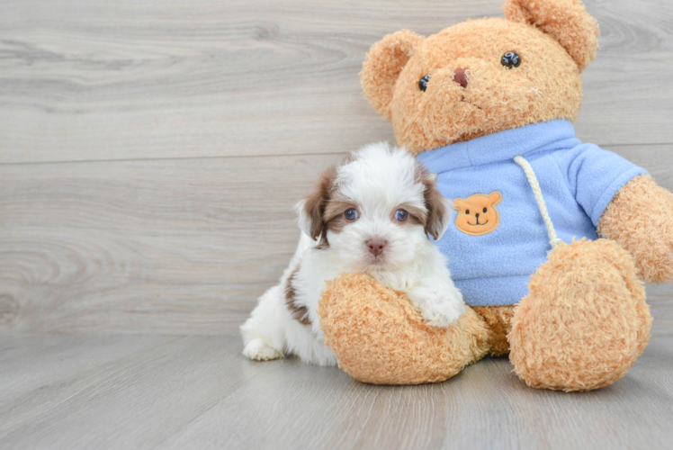 Popular Havapoo Poodle Mix Pup