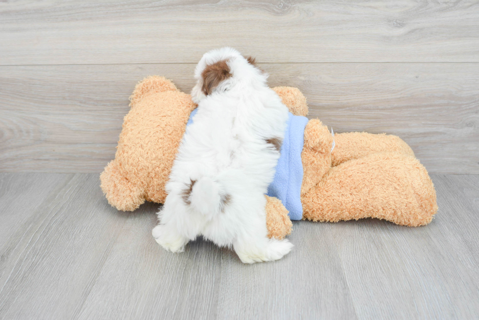 Hypoallergenic Havadoodle Poodle Mix Puppy