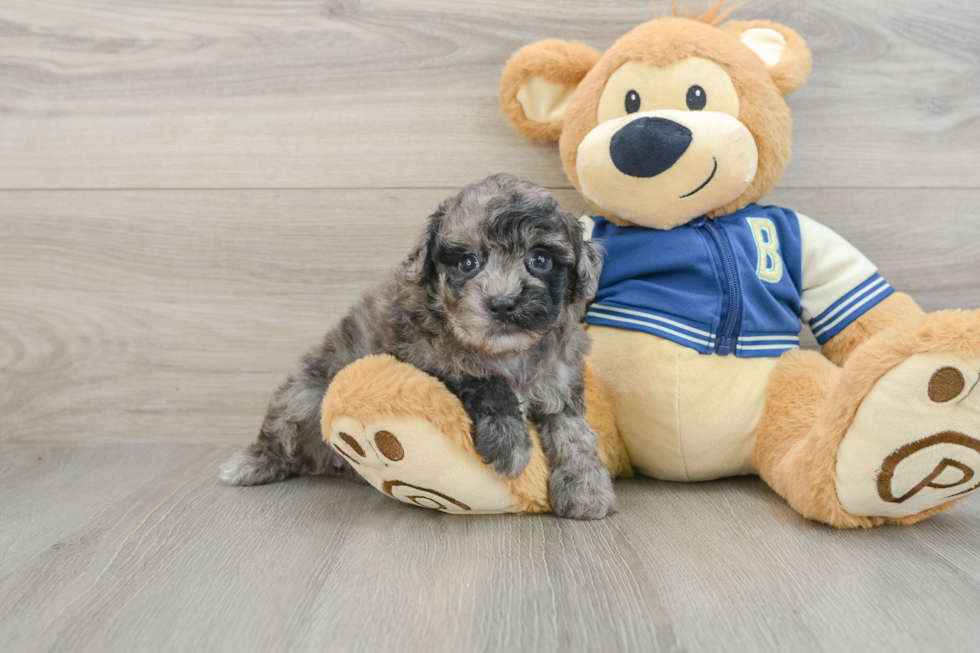 Funny Havapoo Poodle Mix Pup