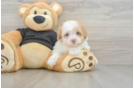 Popular Havapoo Poodle Mix Pup