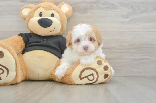 Popular Havapoo Poodle Mix Pup