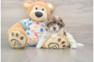 Energetic Havadoodle Poodle Mix Puppy