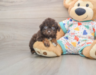 7 week old Havapoo Puppy For Sale - Premier Pups