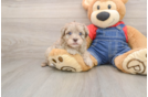 Adorable Havadoodle Poodle Mix Puppy