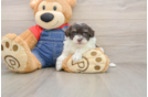 Havapoo Puppy for Adoption