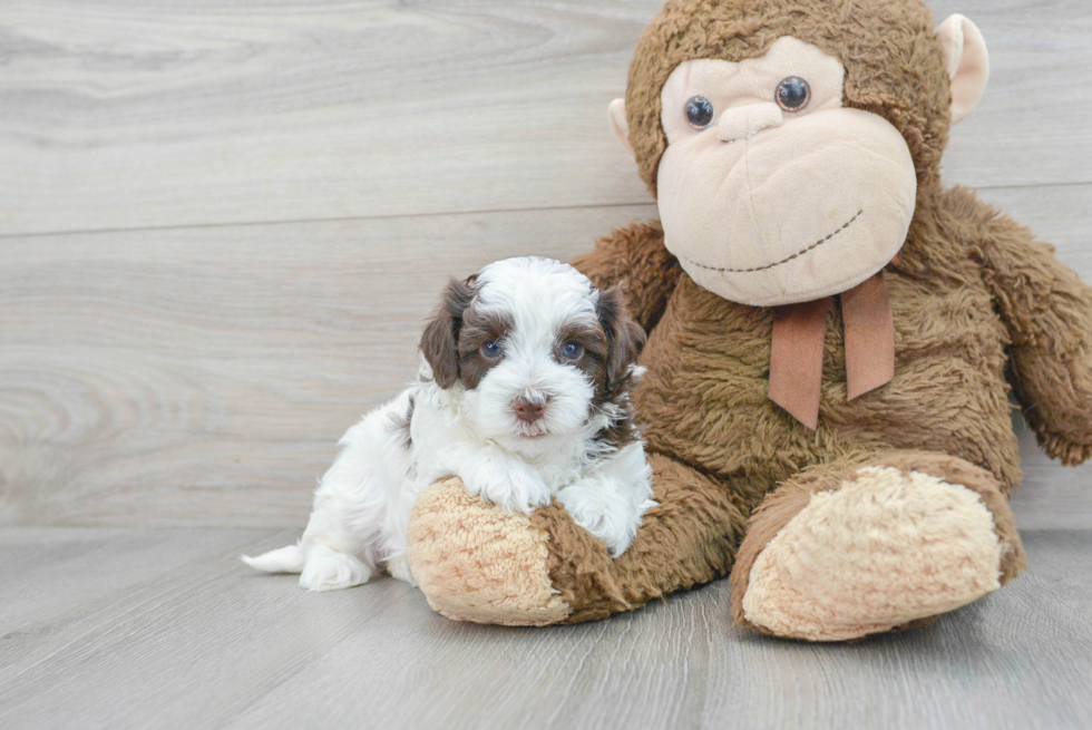Smart Havapoo Poodle Mix Pup
