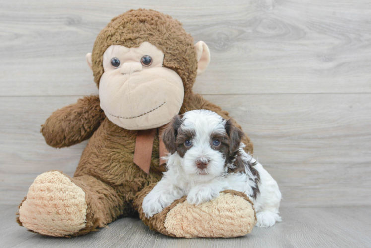 Fluffy Havapoo Poodle Mix Pup