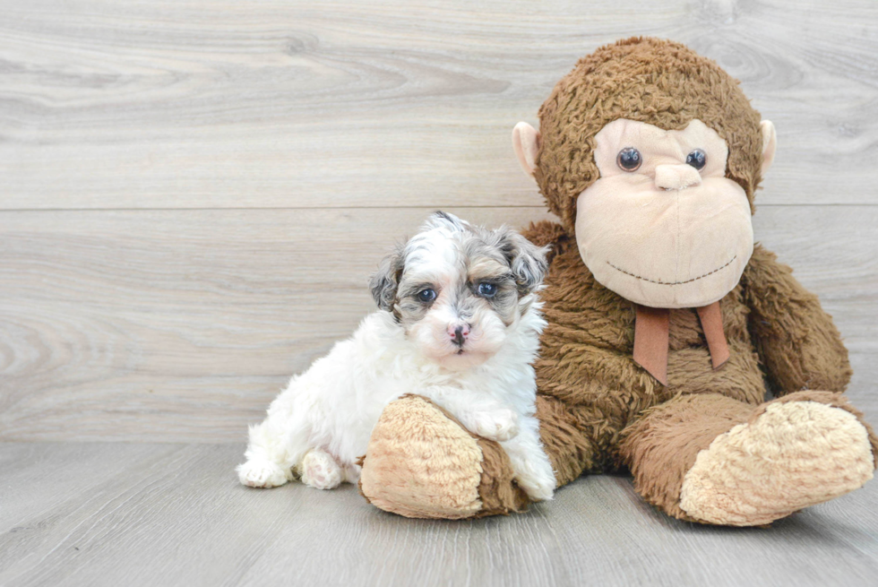 Energetic Havadoodle Poodle Mix Puppy