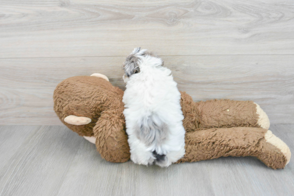 Popular Havapoo Poodle Mix Pup