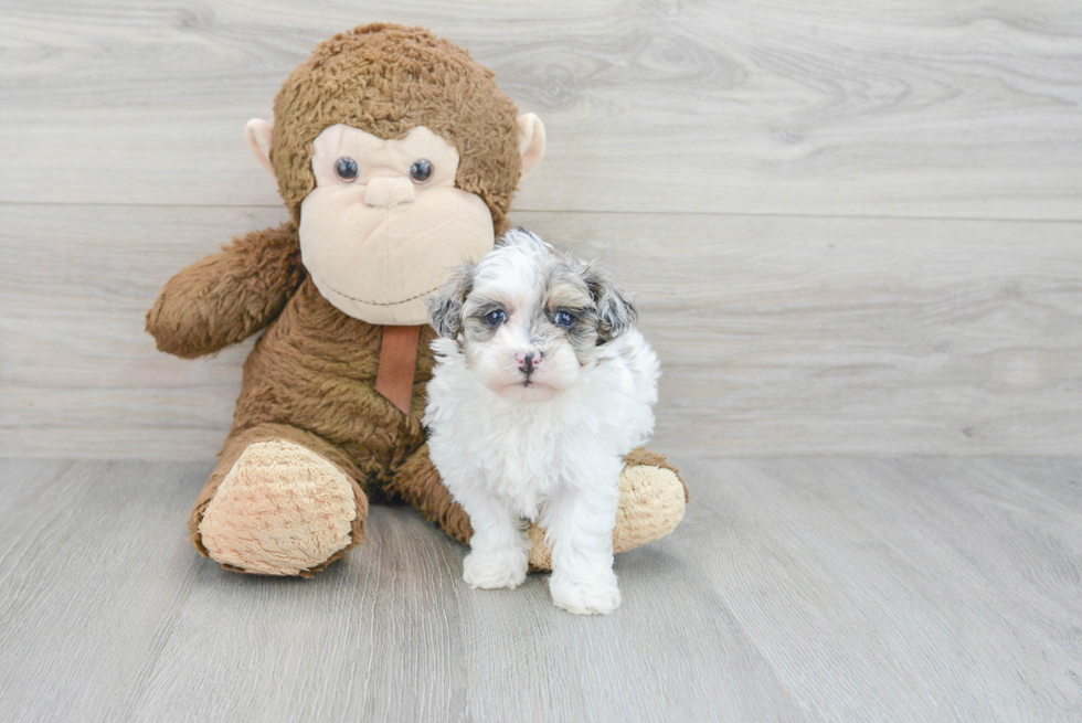 Little Havanese Poodle Mix Puppy