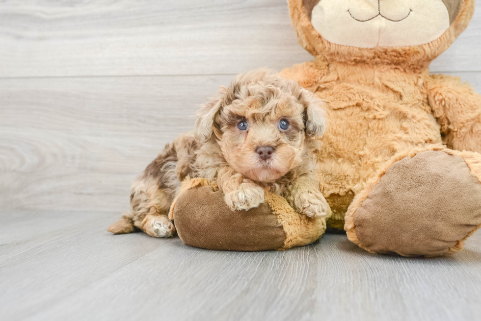 Havapoo Pup Being Cute
