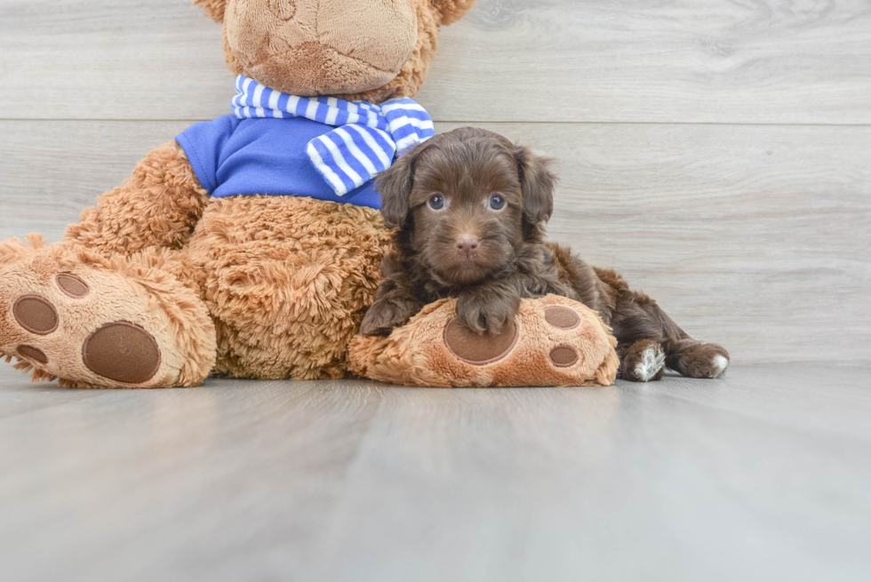 Funny Havapoo Poodle Mix Pup