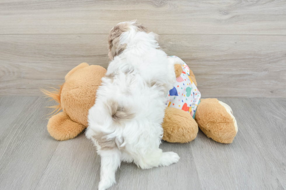 Little Havadoodle Poodle Mix Puppy