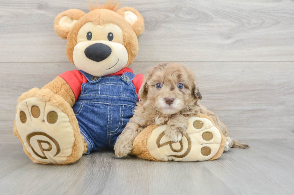 5 week old Havapoo Puppy For Sale - Premier Pups