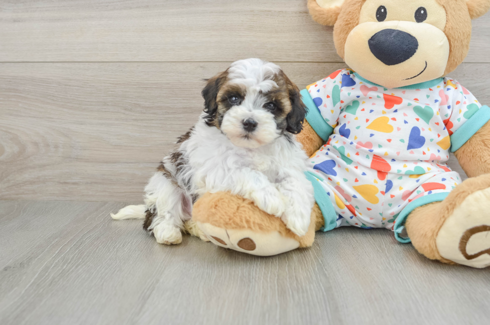5 week old Havapoo Puppy For Sale - Premier Pups