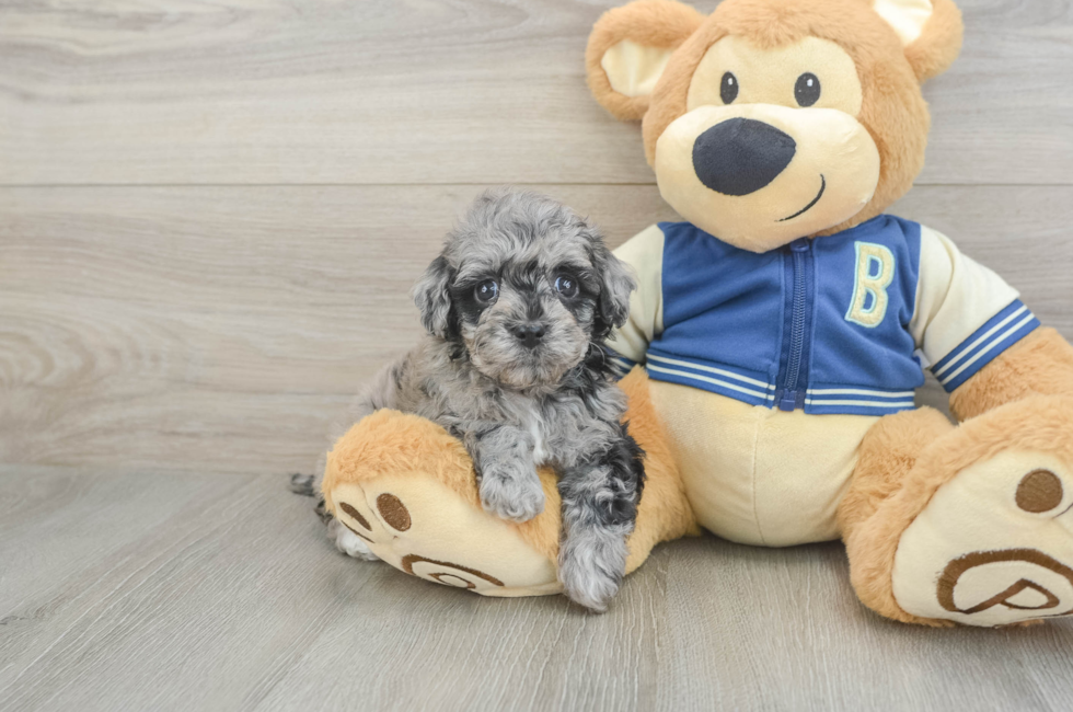 5 week old Havapoo Puppy For Sale - Premier Pups