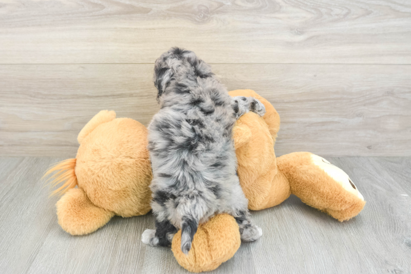 Meet Petunia - our Havapoo Puppy Photo 2/3 - Premier Pups