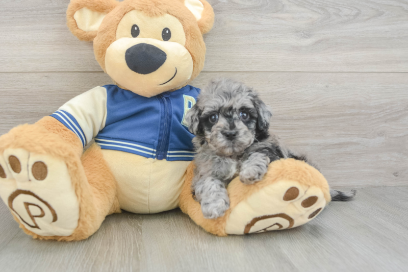 Meet Petunia - our Havapoo Puppy Photo 3/3 - Premier Pups