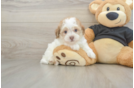 Havapoo Puppy for Adoption