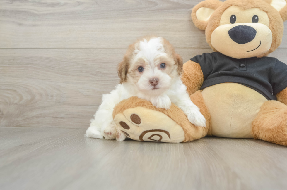 5 week old Havapoo Puppy For Sale - Premier Pups