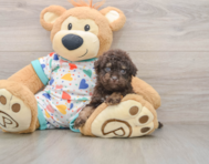 7 week old Havapoo Puppy For Sale - Premier Pups