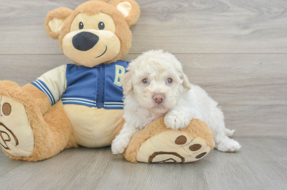 5 week old Havapoo Puppy For Sale - Premier Pups