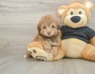 8 week old Havapoo Puppy For Sale - Premier Pups