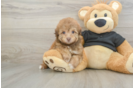 Havapoo Pup Being Cute