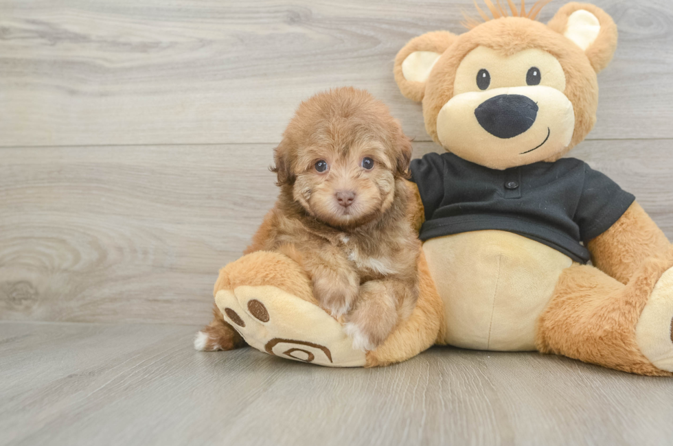 5 week old Havapoo Puppy For Sale - Premier Pups