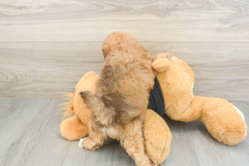 Hypoallergenic Havadoodle Poodle Mix Puppy