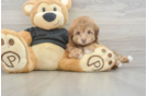 Playful Havadoodle Poodle Mix Puppy
