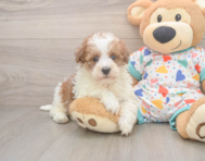 7 week old Havapoo Puppy For Sale - Premier Pups