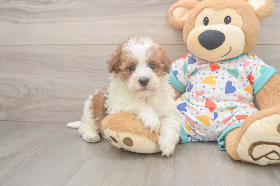 5 week old Havapoo Puppy For Sale - Premier Pups