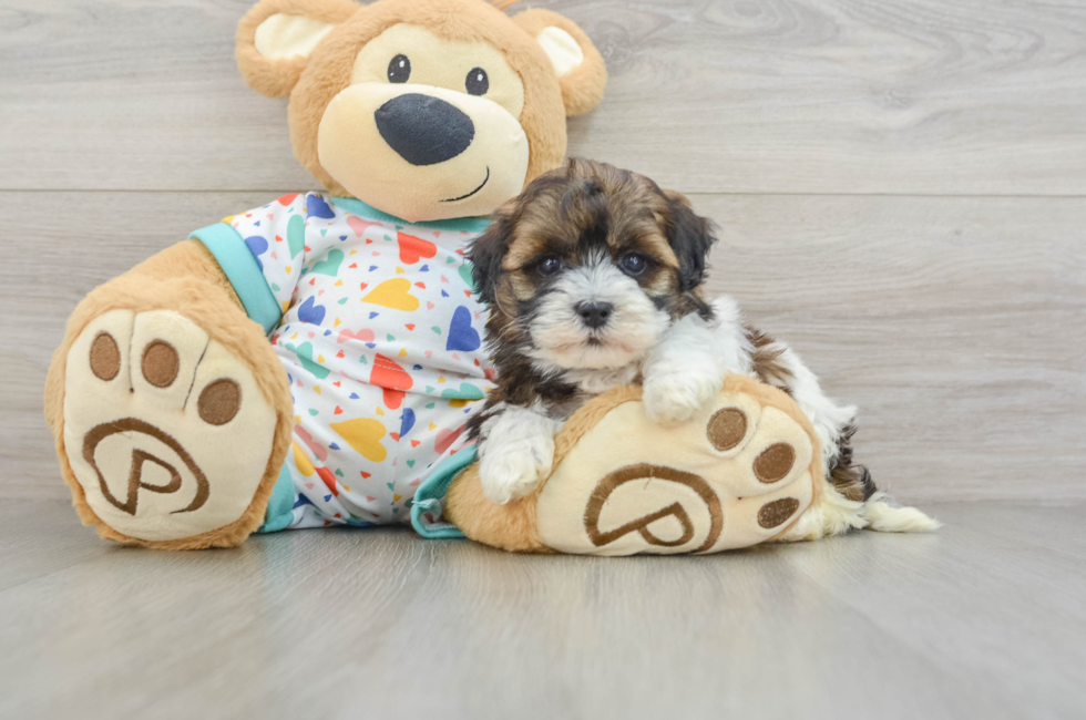 5 week old Havapoo Puppy For Sale - Premier Pups