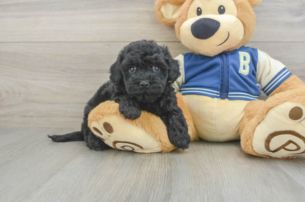 5 week old Havapoo Puppy For Sale - Premier Pups