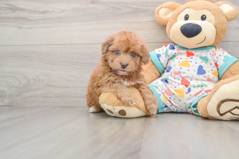 Friendly Havapoo Baby