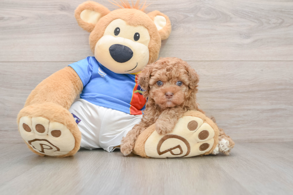 Havapoo Pup Being Cute