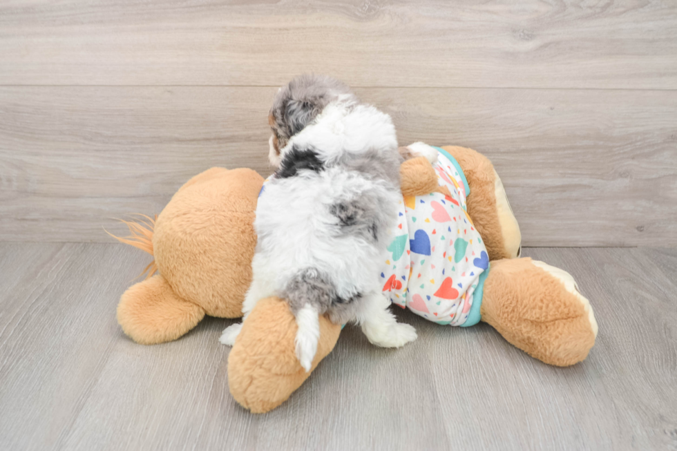 Havapoo Puppy for Adoption