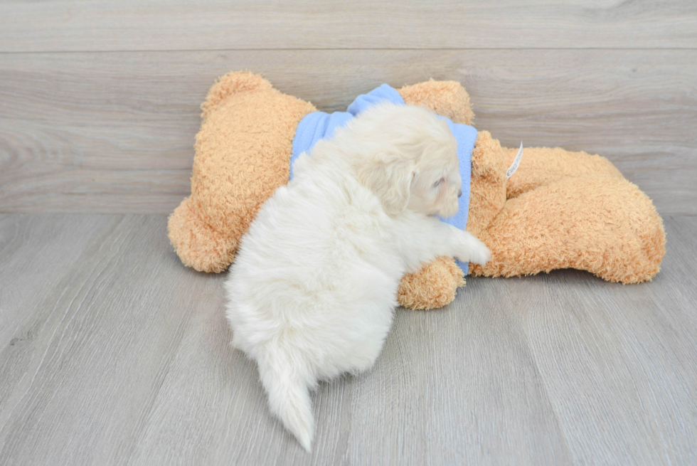 Fluffy Havapoo Poodle Mix Pup