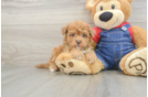 Fluffy Havapoo Poodle Mix Pup