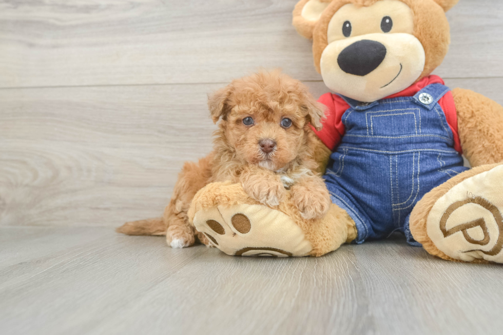 Fluffy Havapoo Poodle Mix Pup