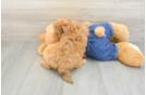 Hypoallergenic Havadoodle Poodle Mix Puppy