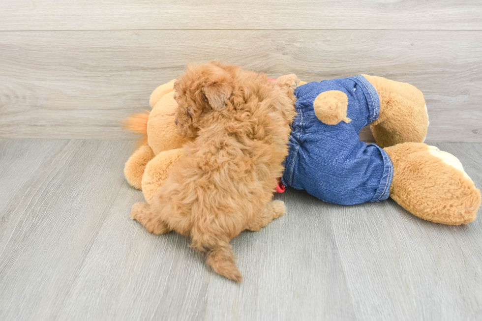 Hypoallergenic Havadoodle Poodle Mix Puppy