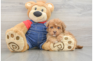 Havapoo Pup Being Cute