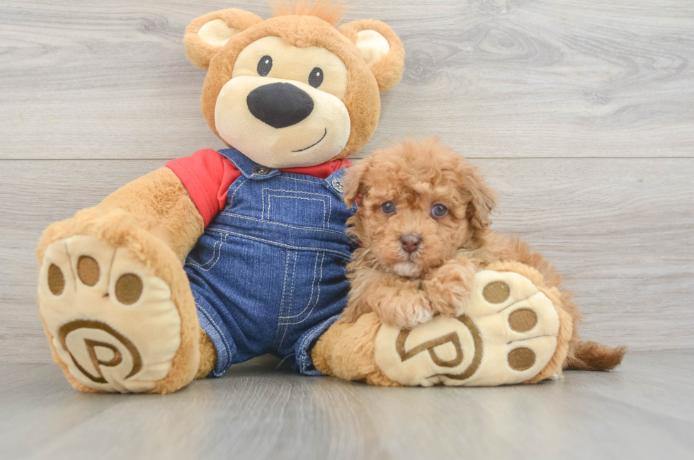5 week old Havapoo Puppy For Sale - Premier Pups
